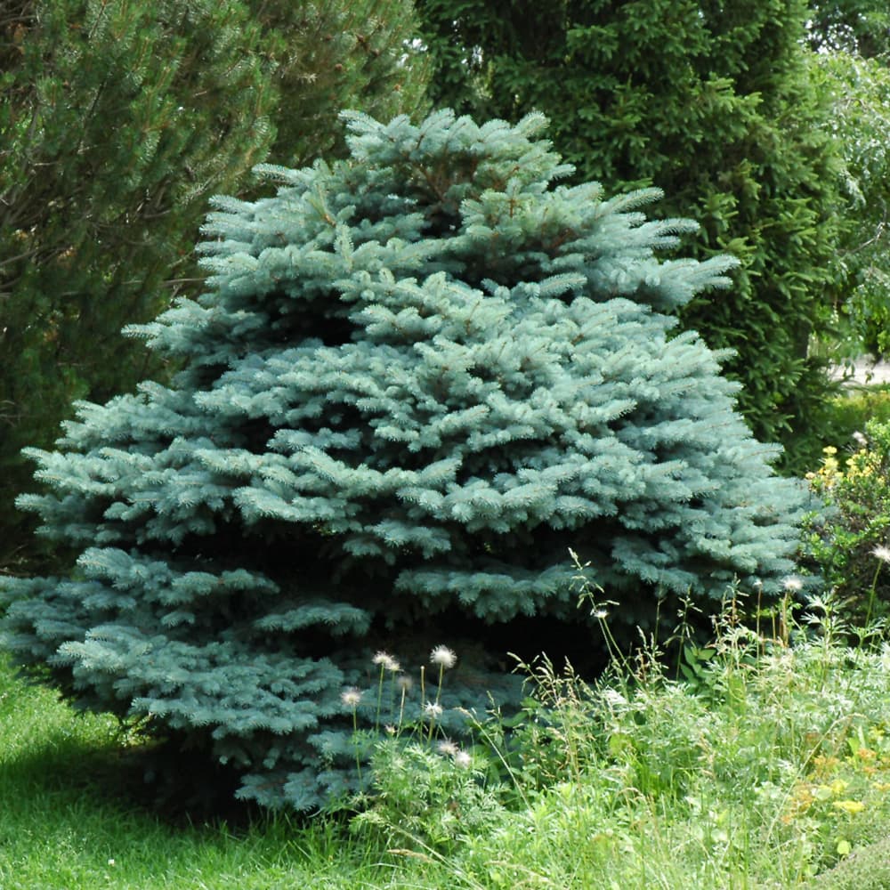 NetPS Plant Finder (www.netpsplantfinder.com)