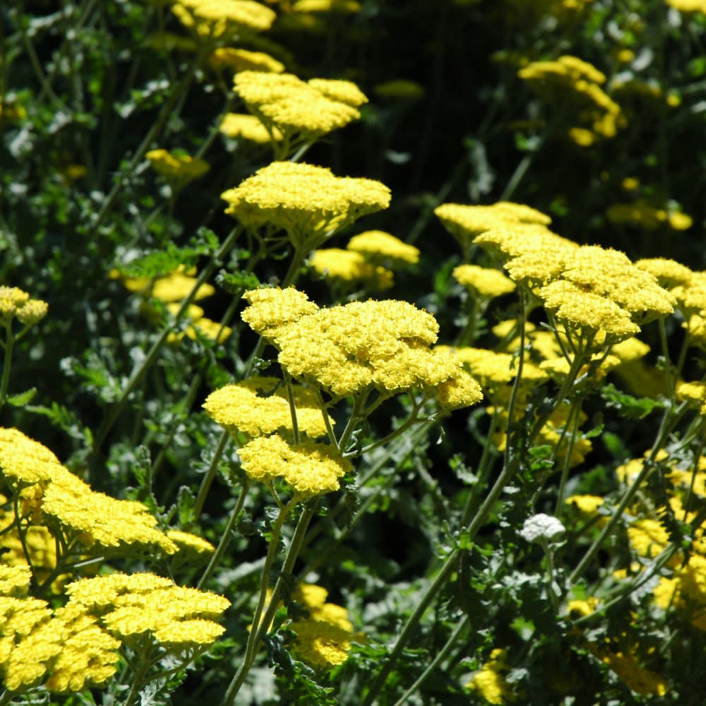 NetPS Plant Finder (www.netpsplantfinder.com)