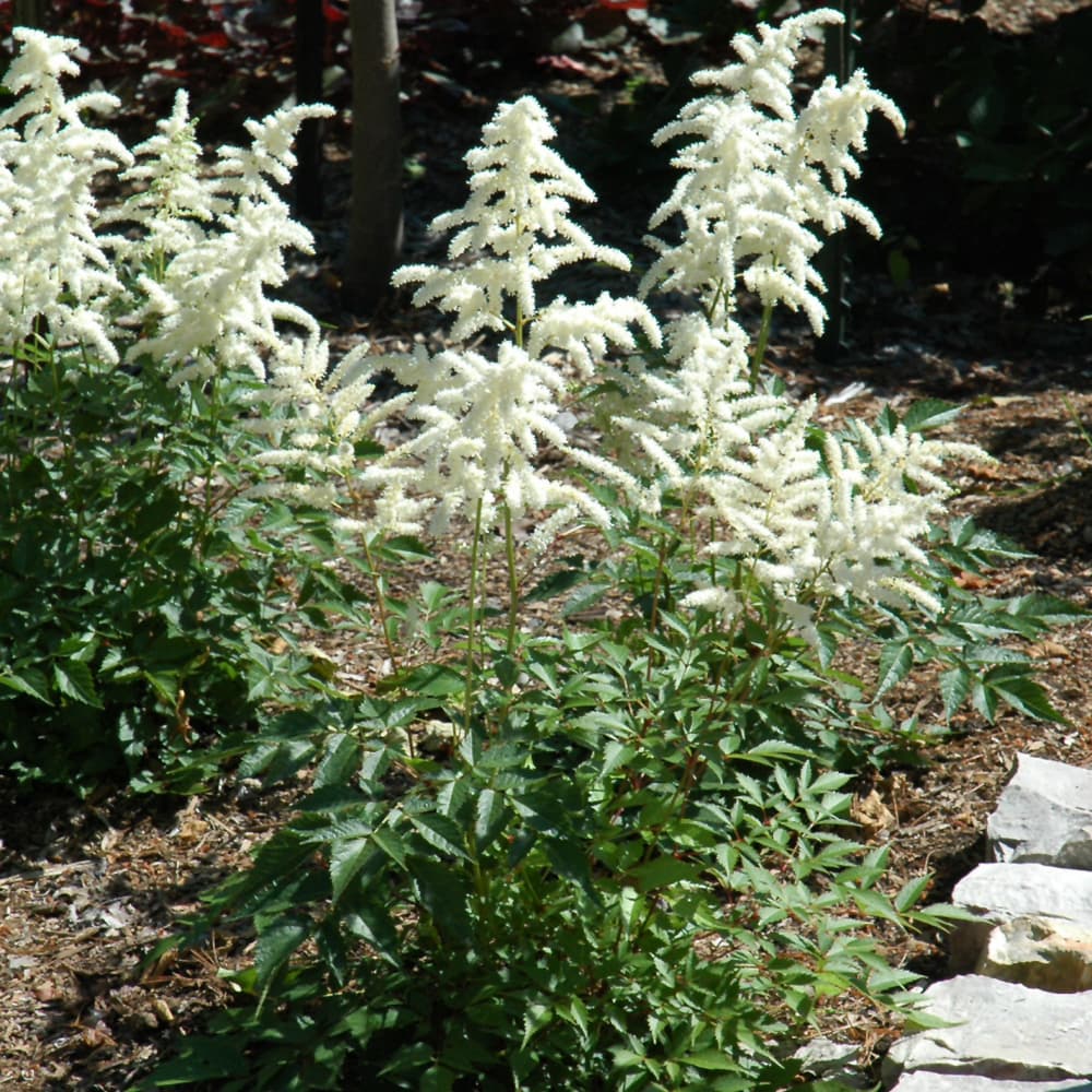 NetPS Plant Finder (www.netpsplantfinder.com)