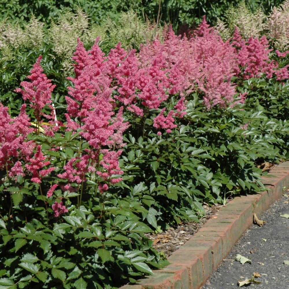 NetPS Plant Finder (www.netpsplantfinder.com)