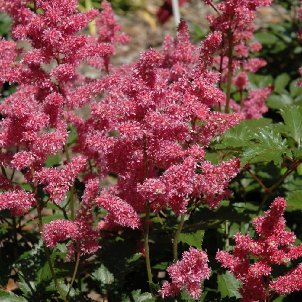 Astilbe Rheinland