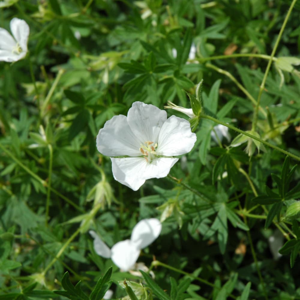 NetPS Plant Finder (www.netpsplantfinder.com)