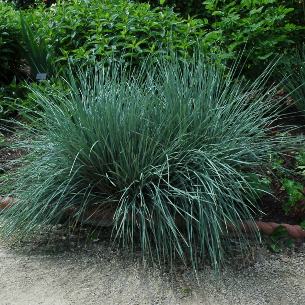 NetPS Plant Finder (www.netpsplantfinder.com)