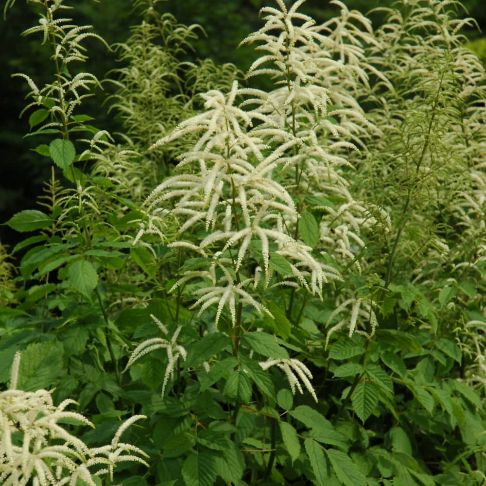 Aruncus Dioicus