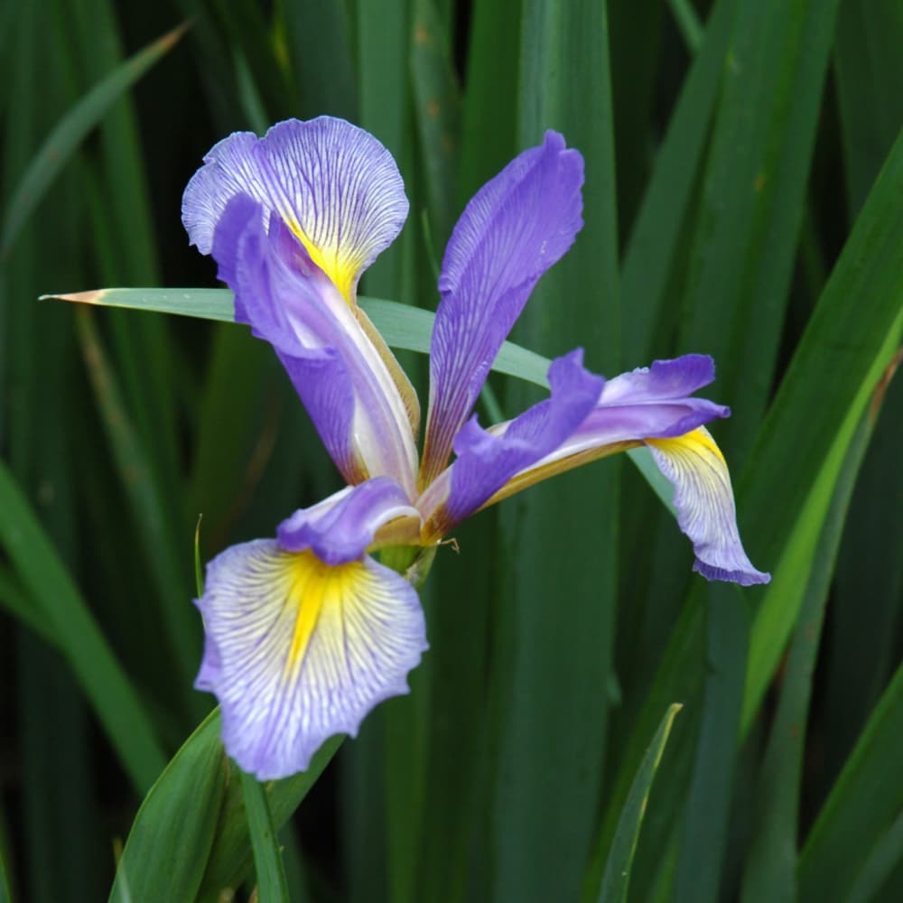 NetPS Plant Finder (www.netpsplantfinder.com)