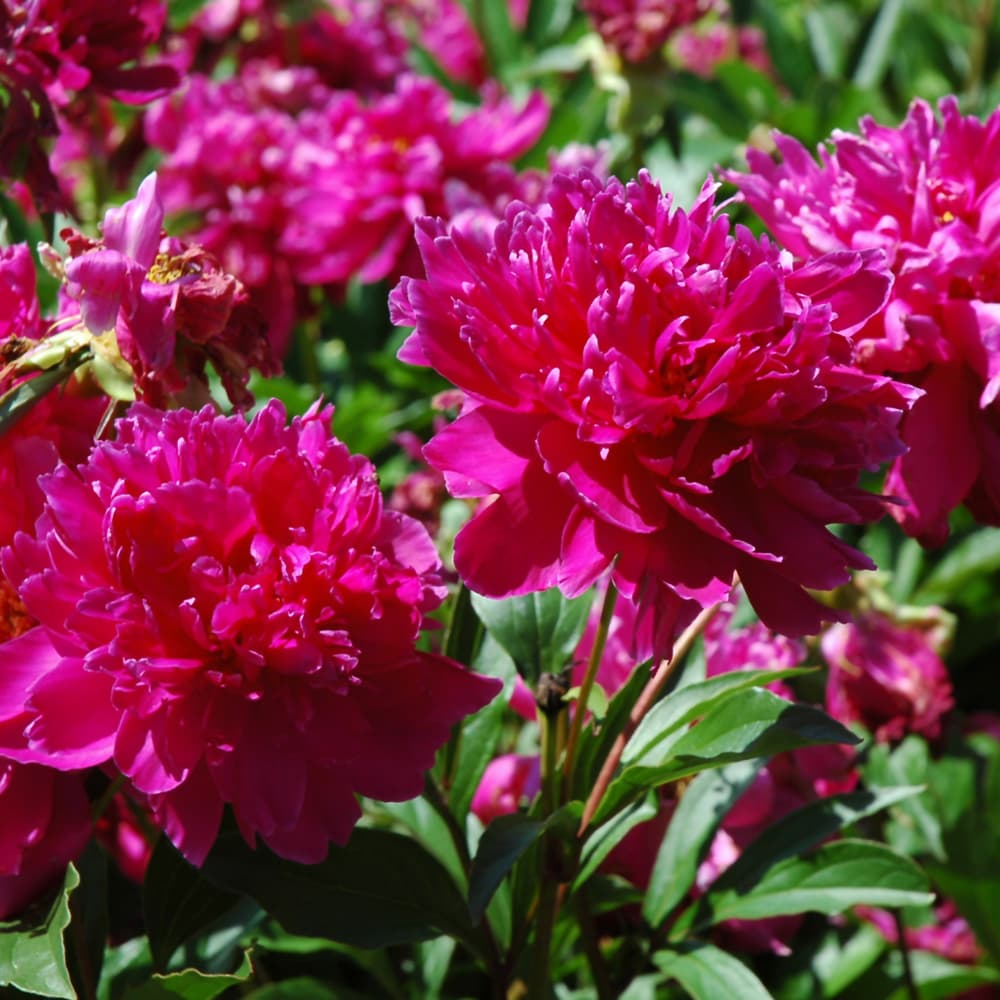 NetPS Plant Finder (www.netpsplantfinder.com)