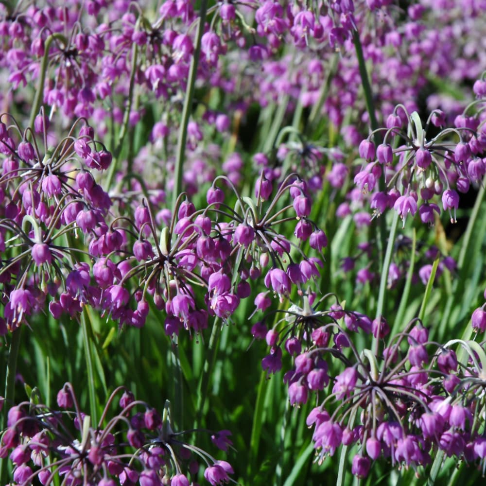 Allium Cernuum