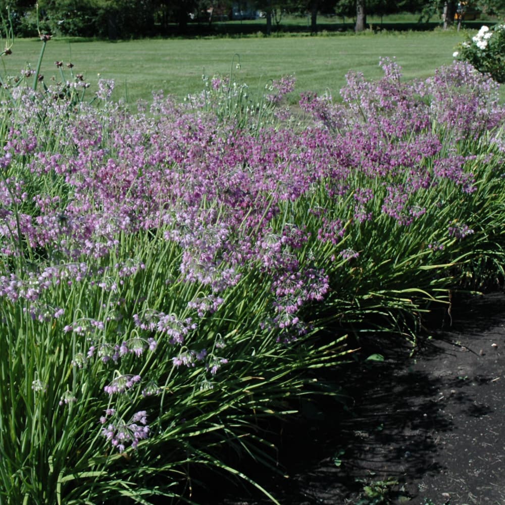 NetPS Plant Finder (www.netpsplantfinder.com)