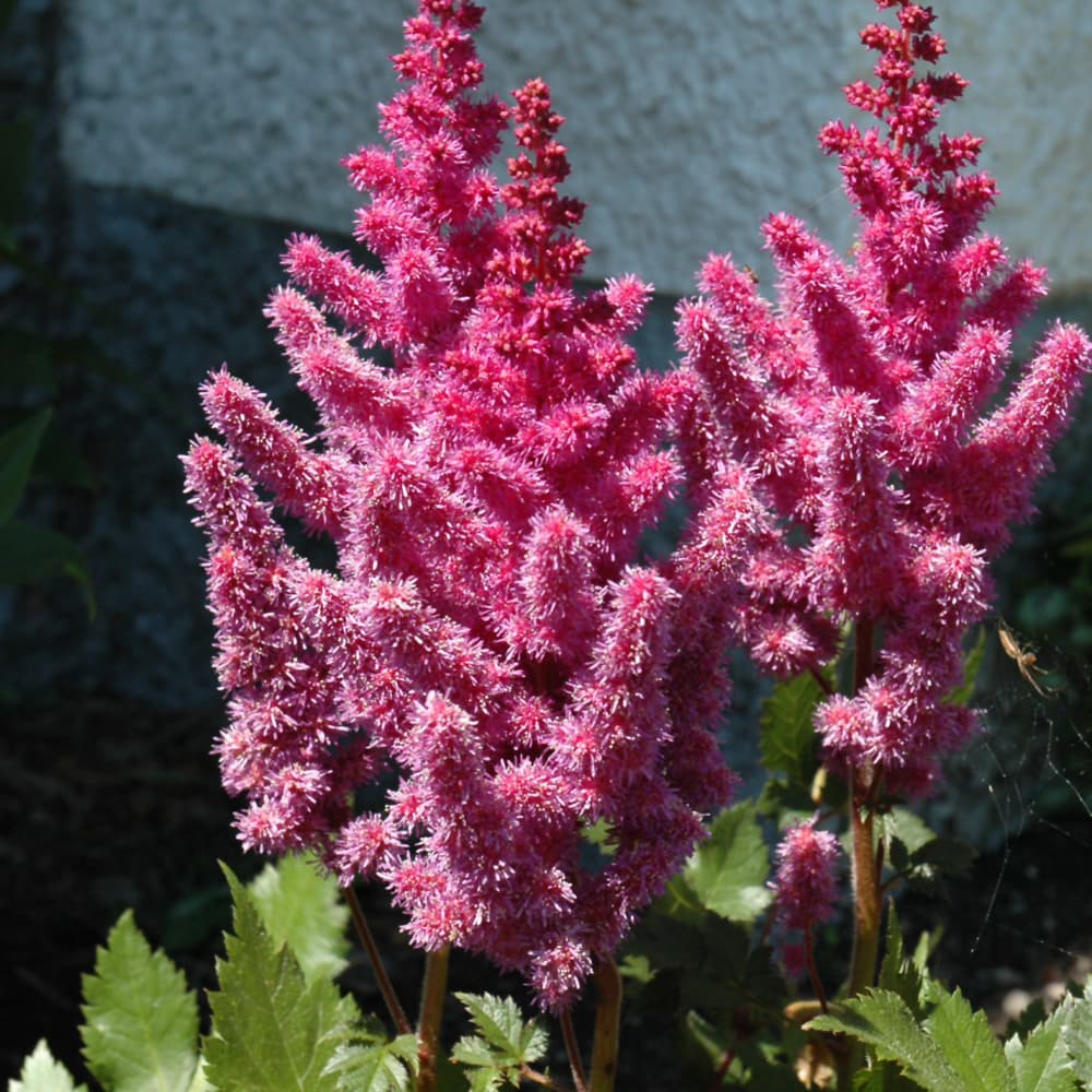 Astilbe You&me Always