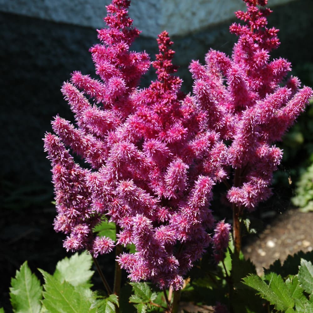 Astilbe Visions