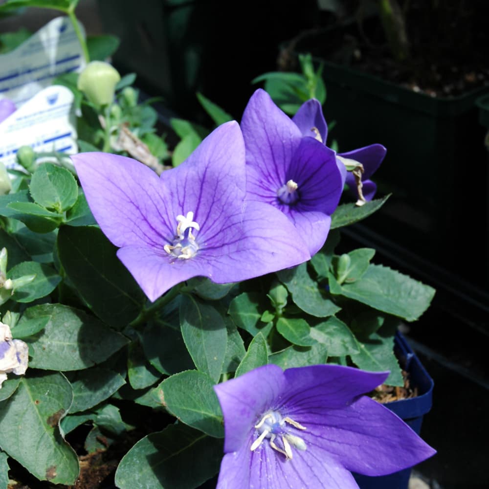 Balloon Flower Astra Blue