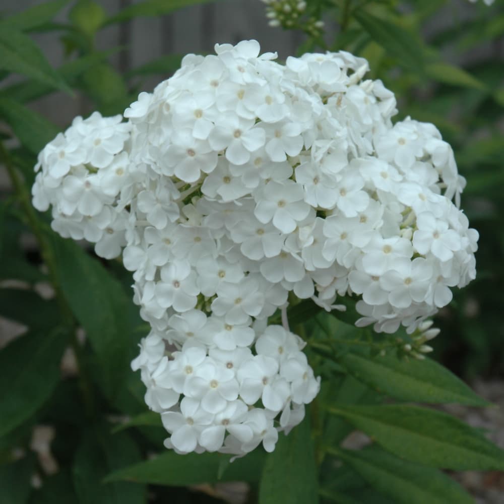 NetPS Plant Finder (www.netpsplantfinder.com)