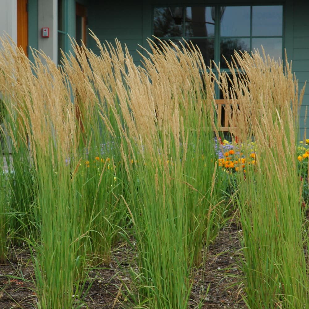 Grass Karl Foerster