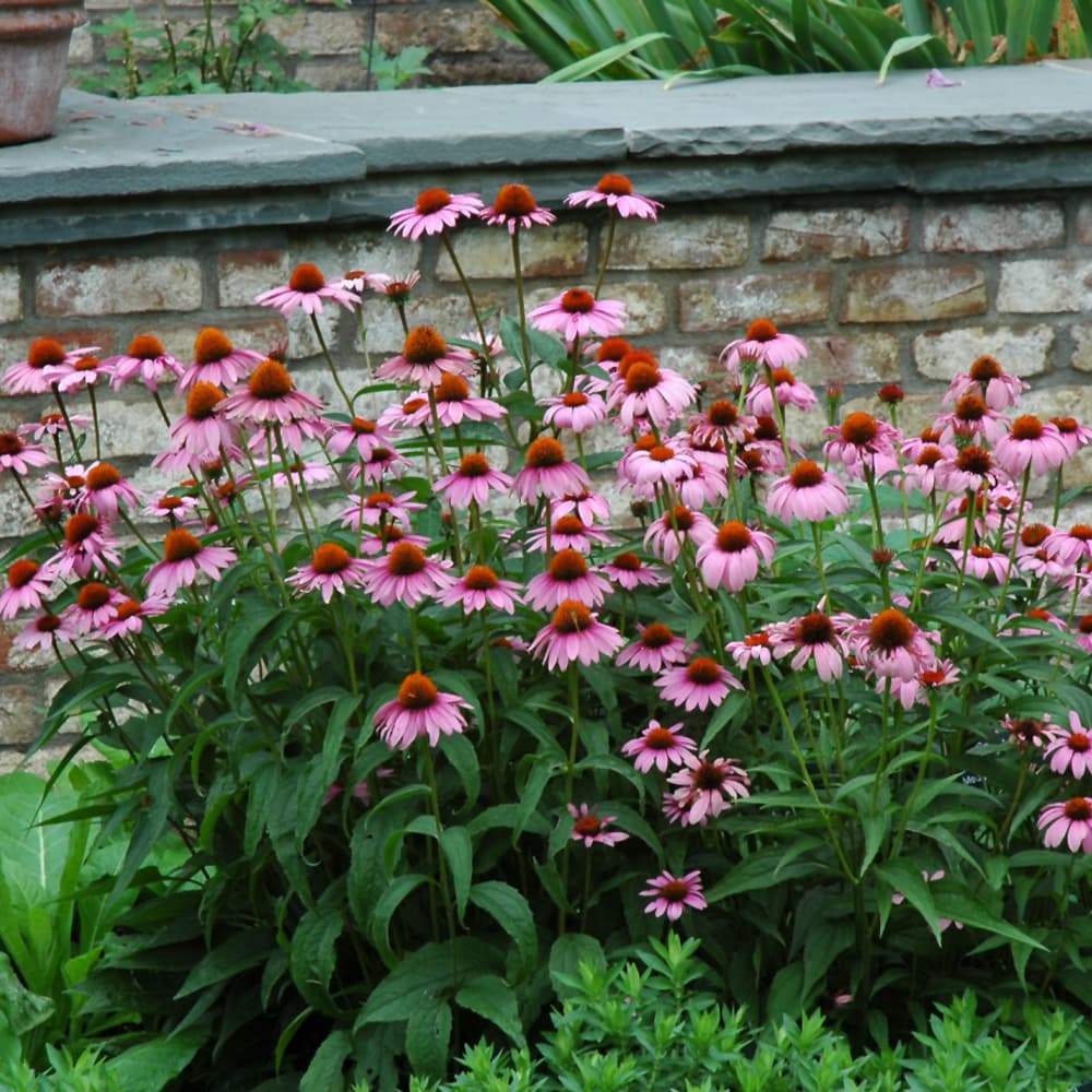 NetPS Plant Finder (www.netpsplantfinder.com)