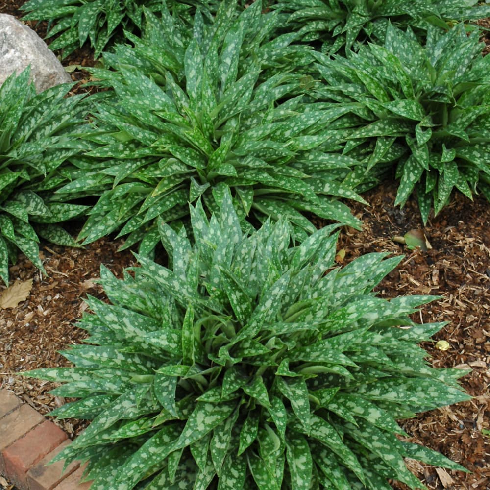 NetPS Plant Finder (www.netpsplantfinder.com)