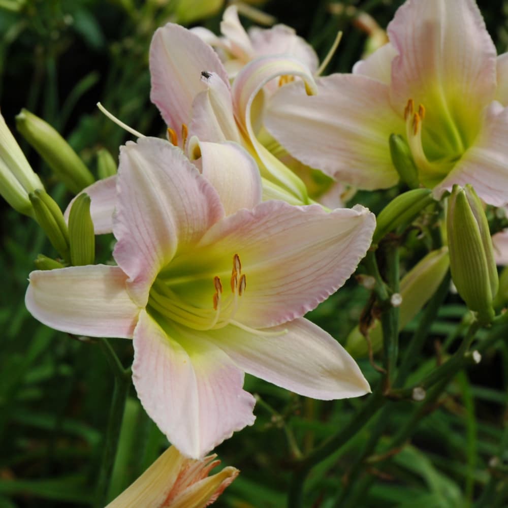 NetPS Plant Finder (www.netpsplantfinder.com)