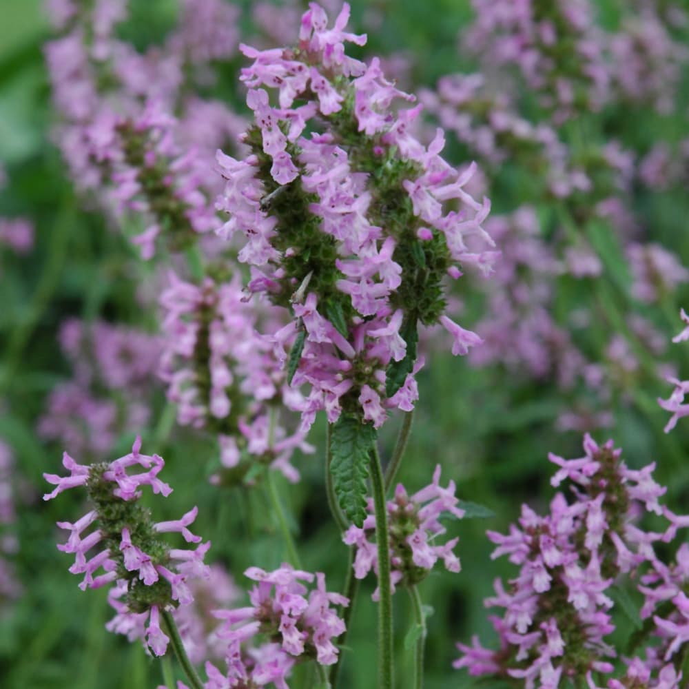 NetPS Plant Finder (www.netpsplantfinder.com)