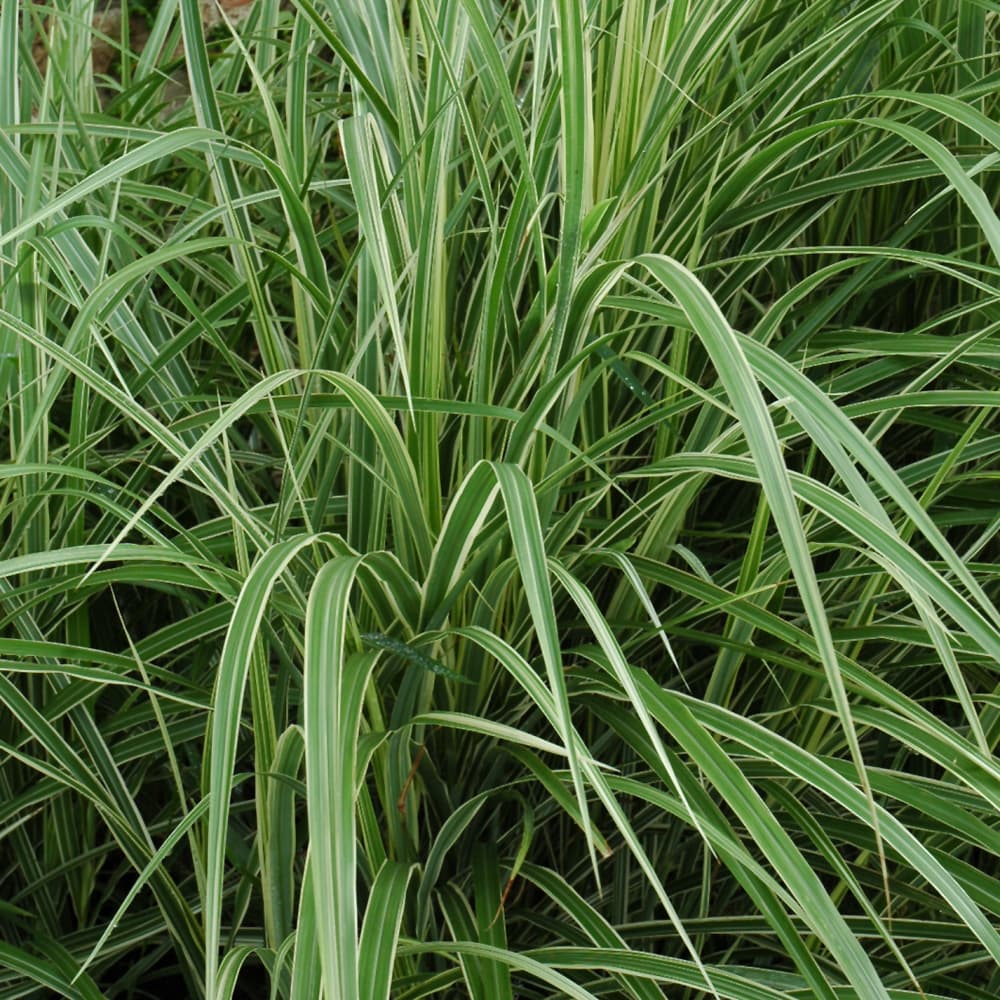 NetPS Plant Finder (www.netpsplantfinder.com)