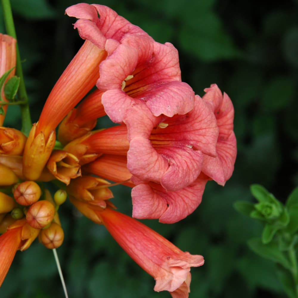 Trumpet Vine Radicans
