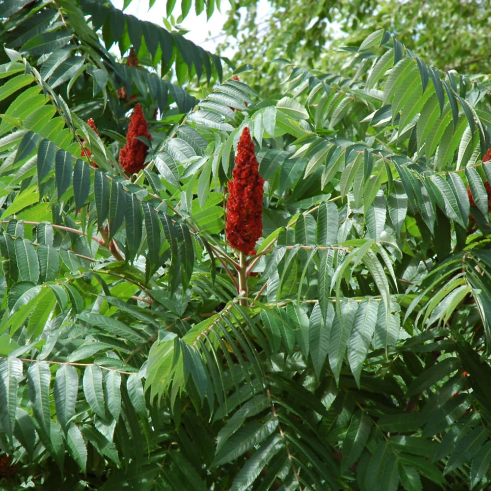 NetPS Plant Finder (www.netpsplantfinder.com)