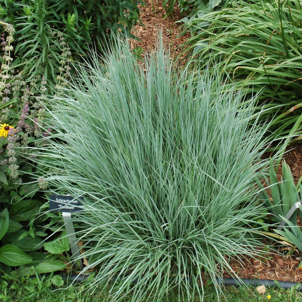 Grass Bluestem the Blues