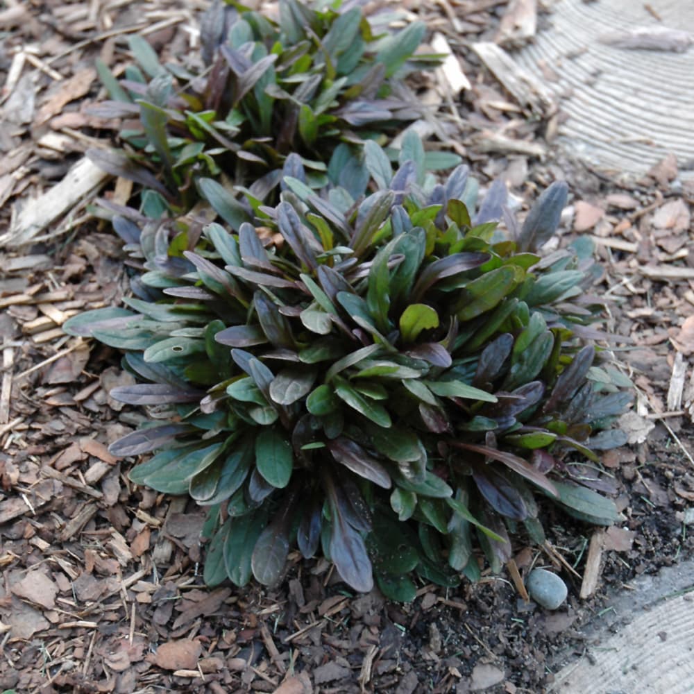 NetPS Plant Finder (www.netpsplantfinder.com)
