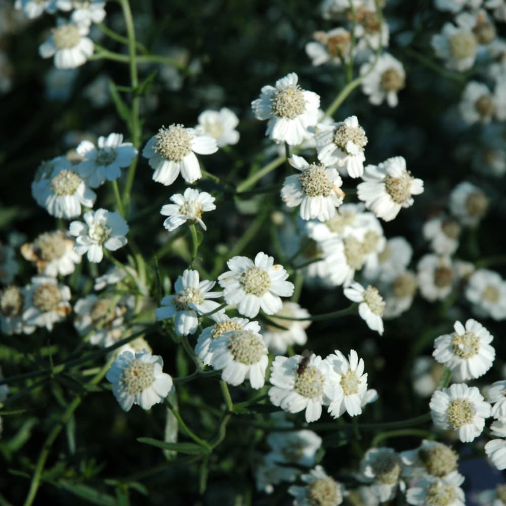 NetPS Plant Finder (www.netpsplantfinder.com)