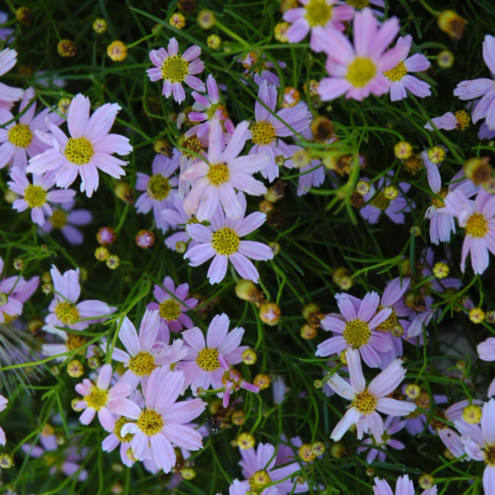 NetPS Plant Finder (www.netpsplantfinder.com)