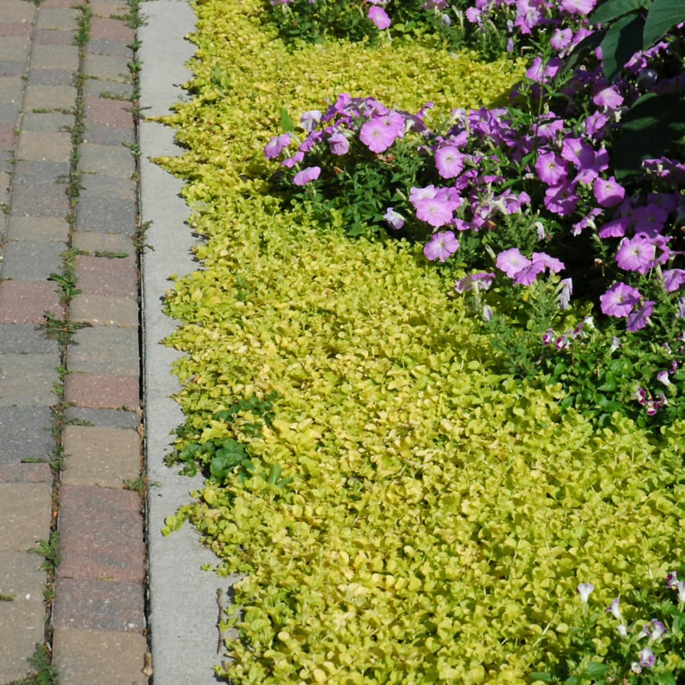 NetPS Plant Finder (www.netpsplantfinder.com)