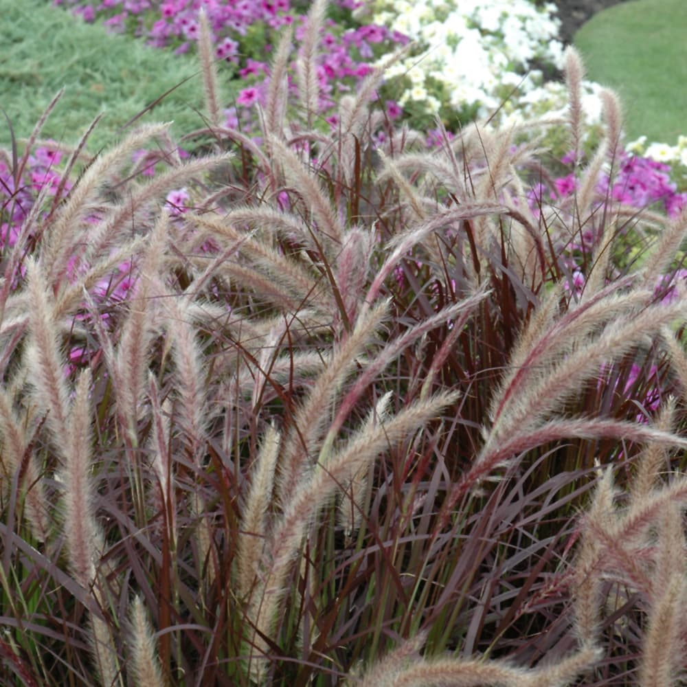 NetPS Plant Finder (www.netpsplantfinder.com)