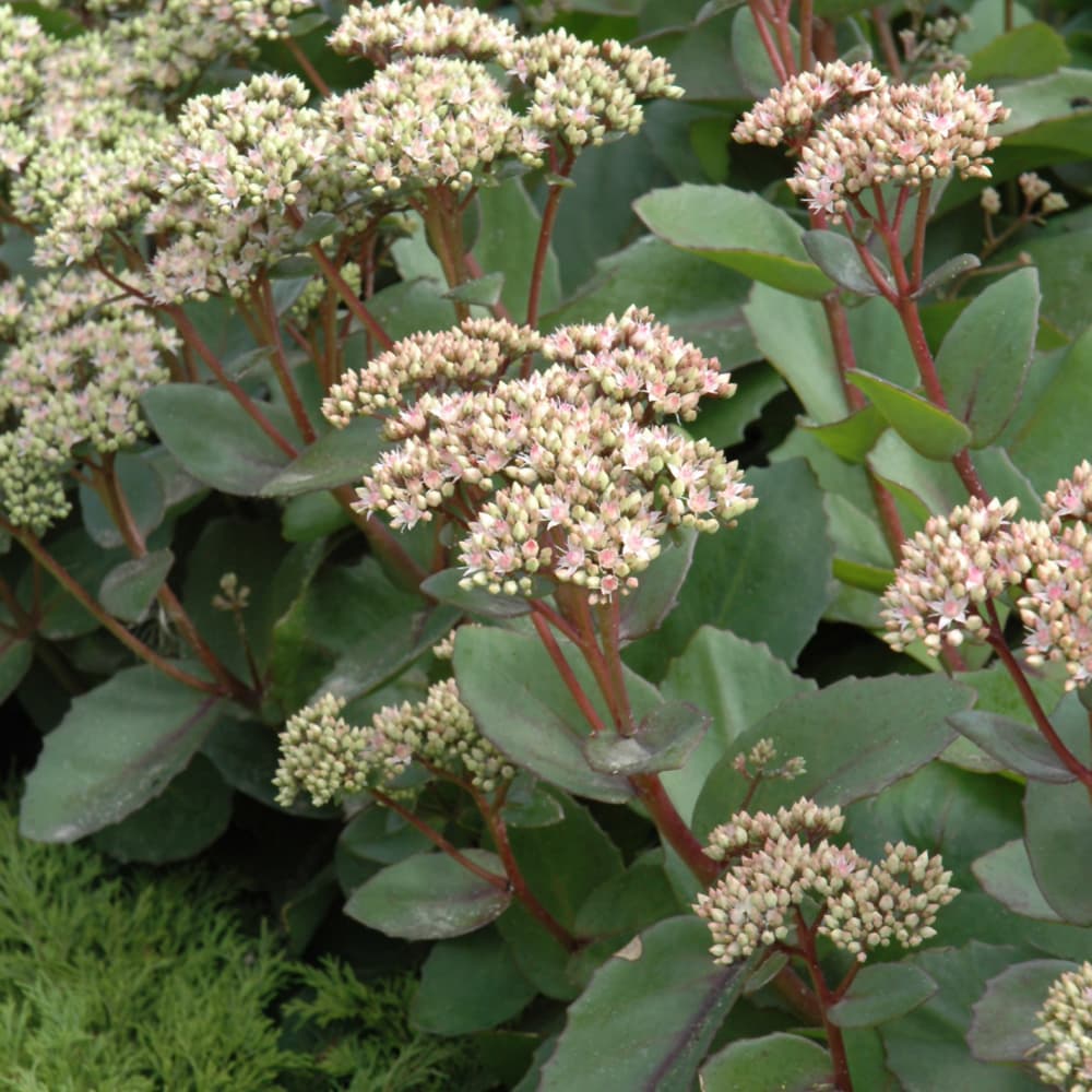 NetPS Plant Finder (www.netpsplantfinder.com)