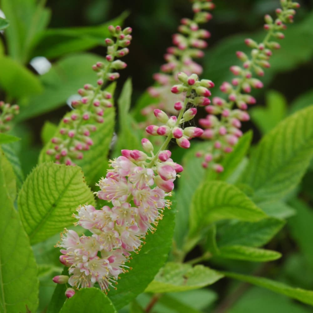 NetPS Plant Finder (www.netpsplantfinder.com)