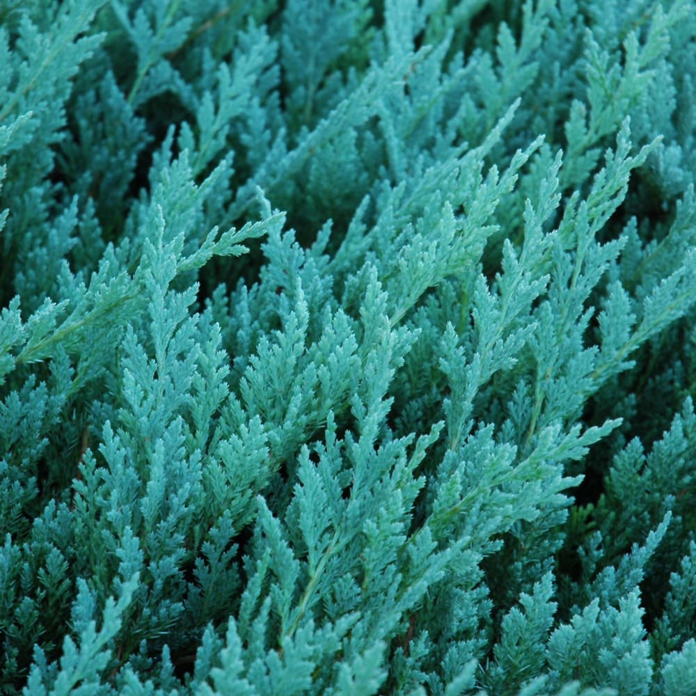 NetPS Plant Finder (www.netpsplantfinder.com)
