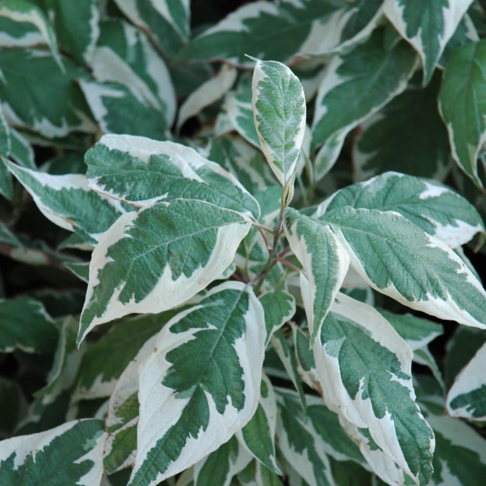 NetPS Plant Finder (www.netpsplantfinder.com)