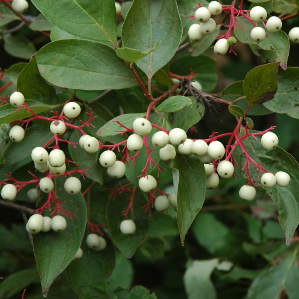 NetPS Plant Finder (www.netpsplantfinder.com)