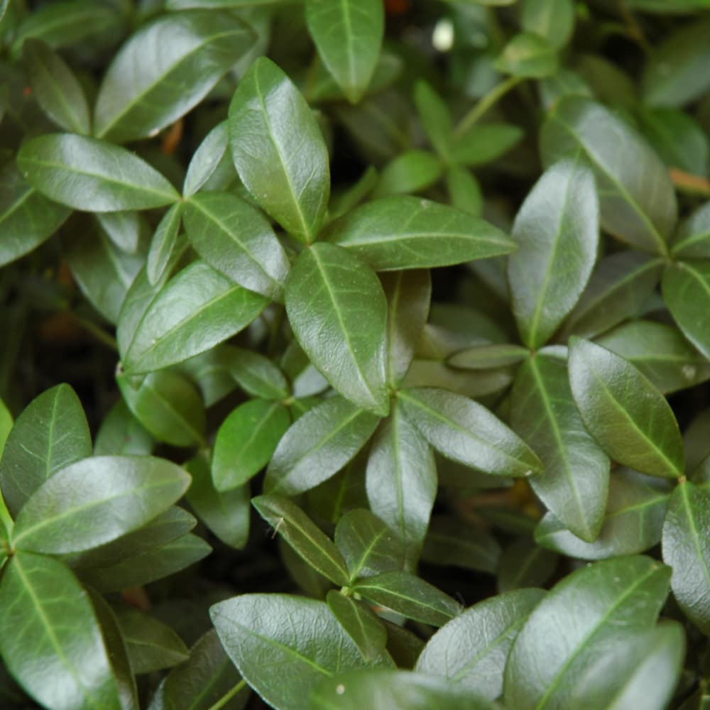 NetPS Plant Finder (www.netpsplantfinder.com)