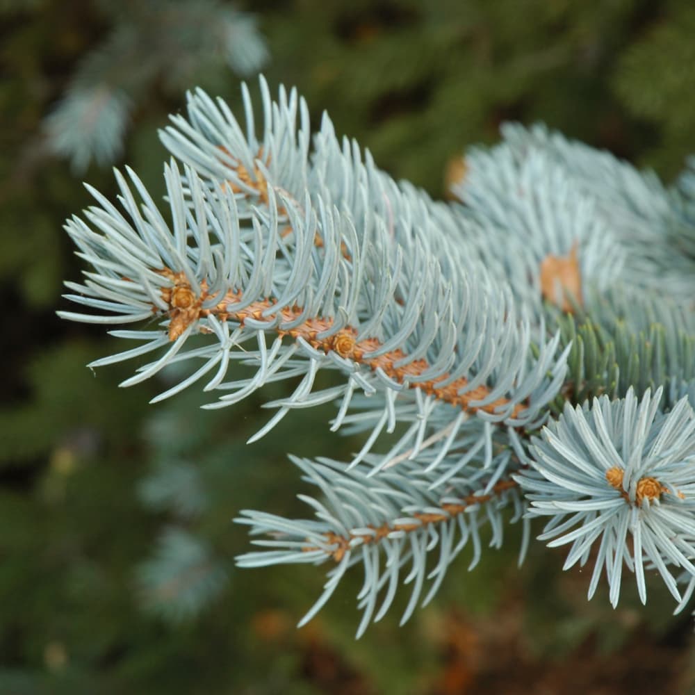 NetPS Plant Finder (www.netpsplantfinder.com)
