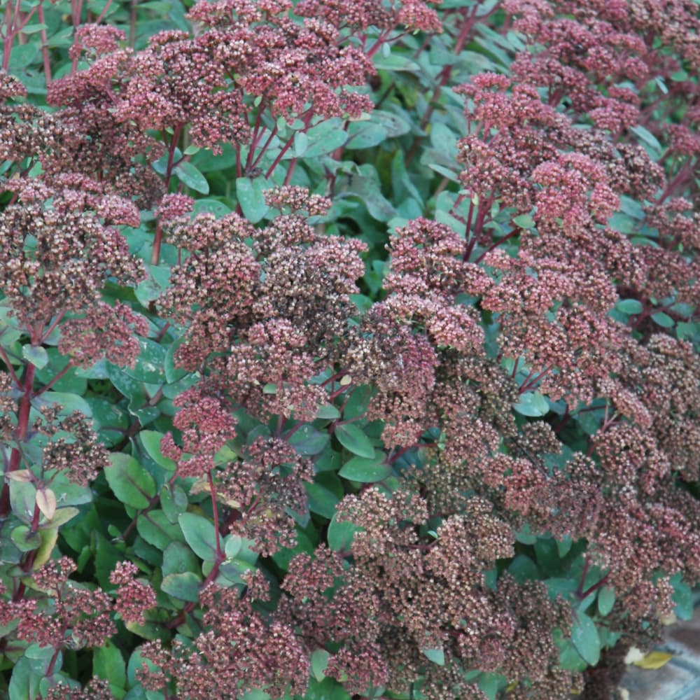 NetPS Plant Finder (www.netpsplantfinder.com)