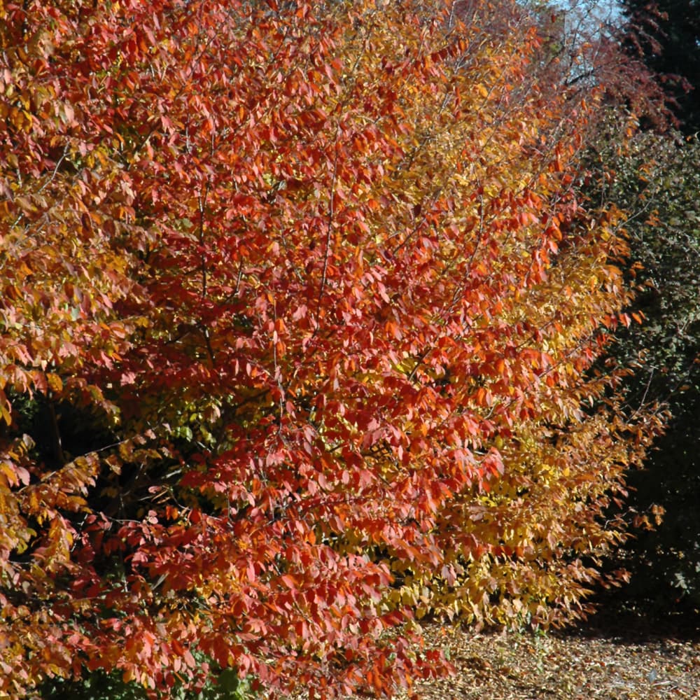 NetPS Plant Finder (www.netpsplantfinder.com)