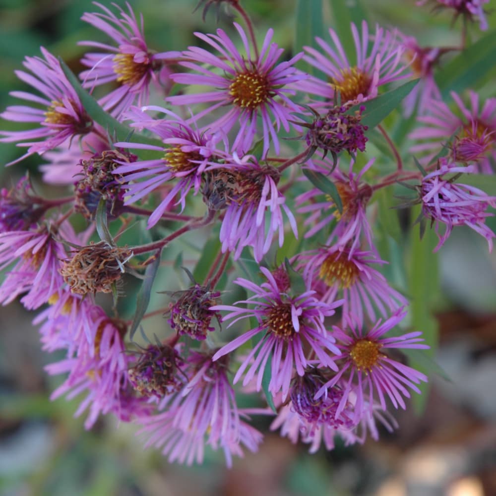 Aster New England