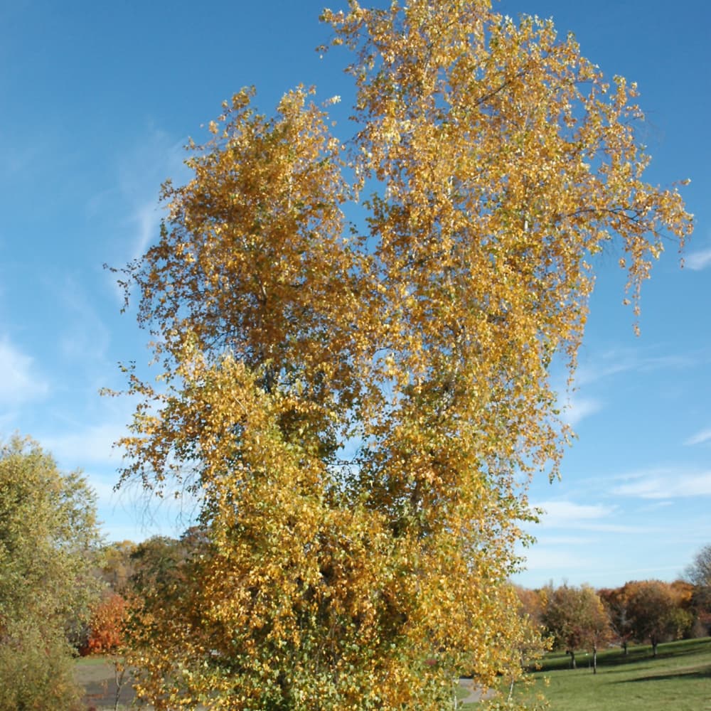 Birch Gray