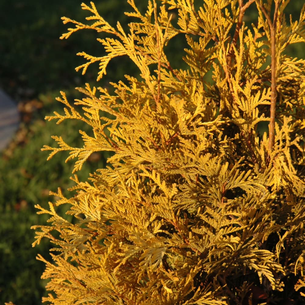 NetPS Plant Finder (www.netpsplantfinder.com)