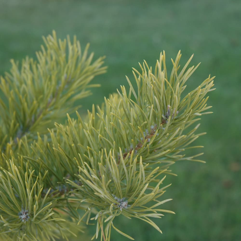 NetPS Plant Finder (www.netpsplantfinder.com)