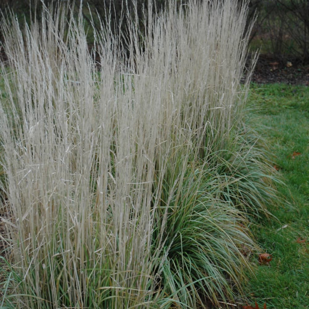 Grass Avalanche
