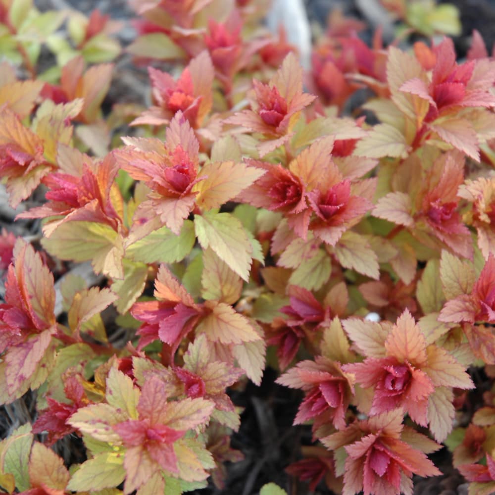 NetPS Plant Finder (www.netpsplantfinder.com)