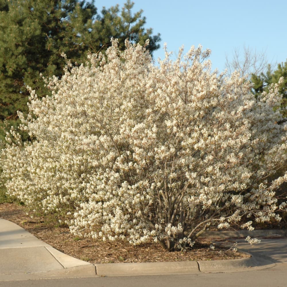 Amelanchier Autumn Brilliance