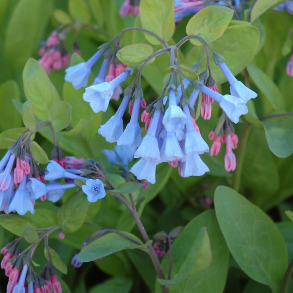 Bluebells Virginia