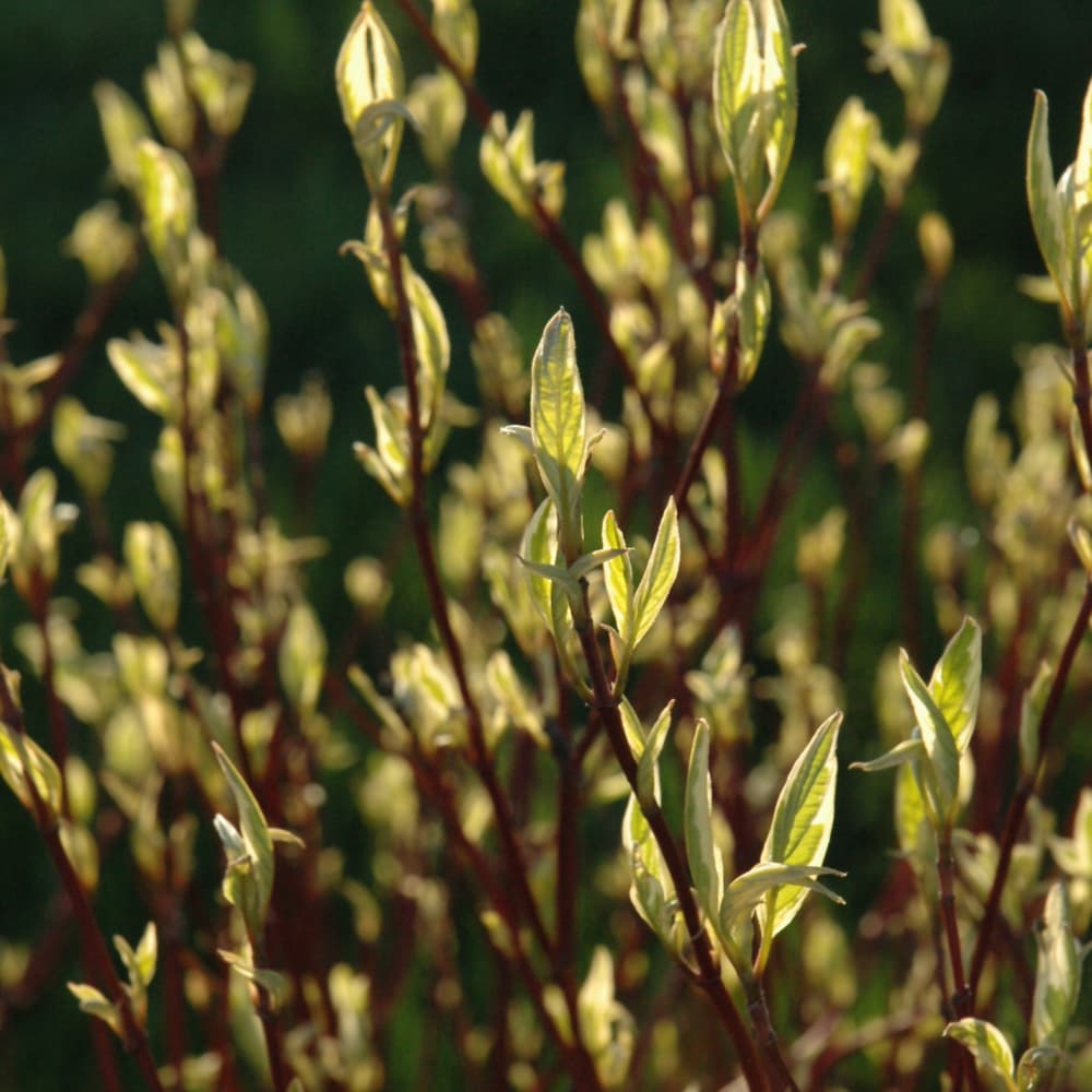 NetPS Plant Finder (www.netpsplantfinder.com)