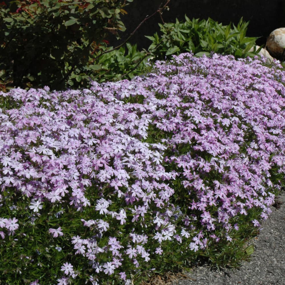 NetPS Plant Finder (www.netpsplantfinder.com)