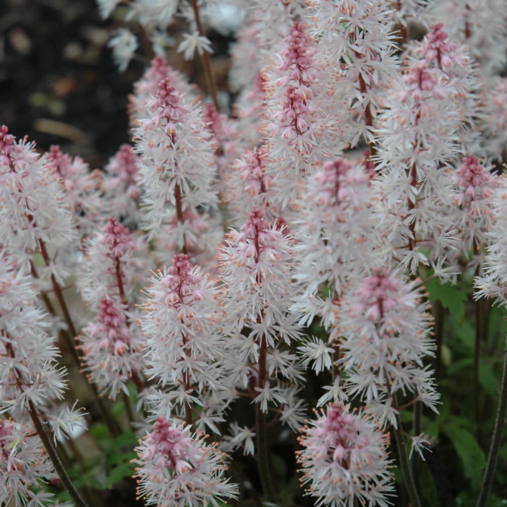 NetPS Plant Finder (www.netpsplantfinder.com)